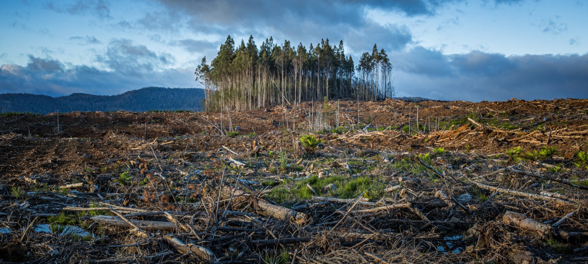 "climate litigation"